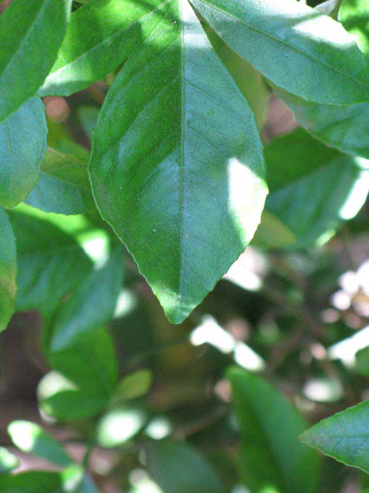              Margin (Riverside, CA)       